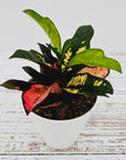 Codiaeum variegatum Croton Wilma