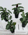 Ctenanthe oppenheimiana