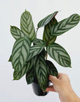 Ctenanthe oppenheimiana