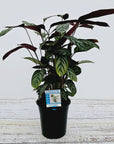 Ctenanthe oppenheimiana