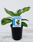 Dieffenbachia maculata Sterling