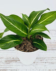 Dieffenbachia maculata Sterling