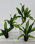 Dracaena fragrans 'Marley'