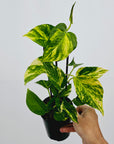 Epipremnum auruem Devil's Ivy Pothos