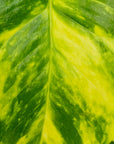 Epipremnum auruem Devil's Ivy Pothos