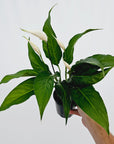Spathiphyllum floribundum Peace Lily