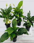 Spathiphyllum floribundum Peace Lily
