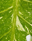 Monstera 125mm Gift Box