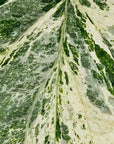 Amydrium medium Variegata - Perfectly Imperfect Plants