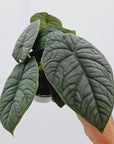 Alocasia melo ‘Rhino Skin’