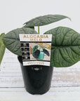 Alocasia melo ‘Rhino Skin’