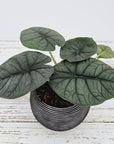 Alocasia melo ‘Rhino Skin’