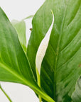 Spathiphyllum floribundum Peace Lily