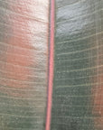 Ficus elastica Burgandy