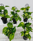 Epipremnum auruem Devil's Ivy Pothos