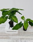Syngonium steyermarkii
