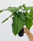 Syngonium steyermarkii