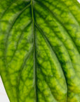 Monstera karstenianum Peru