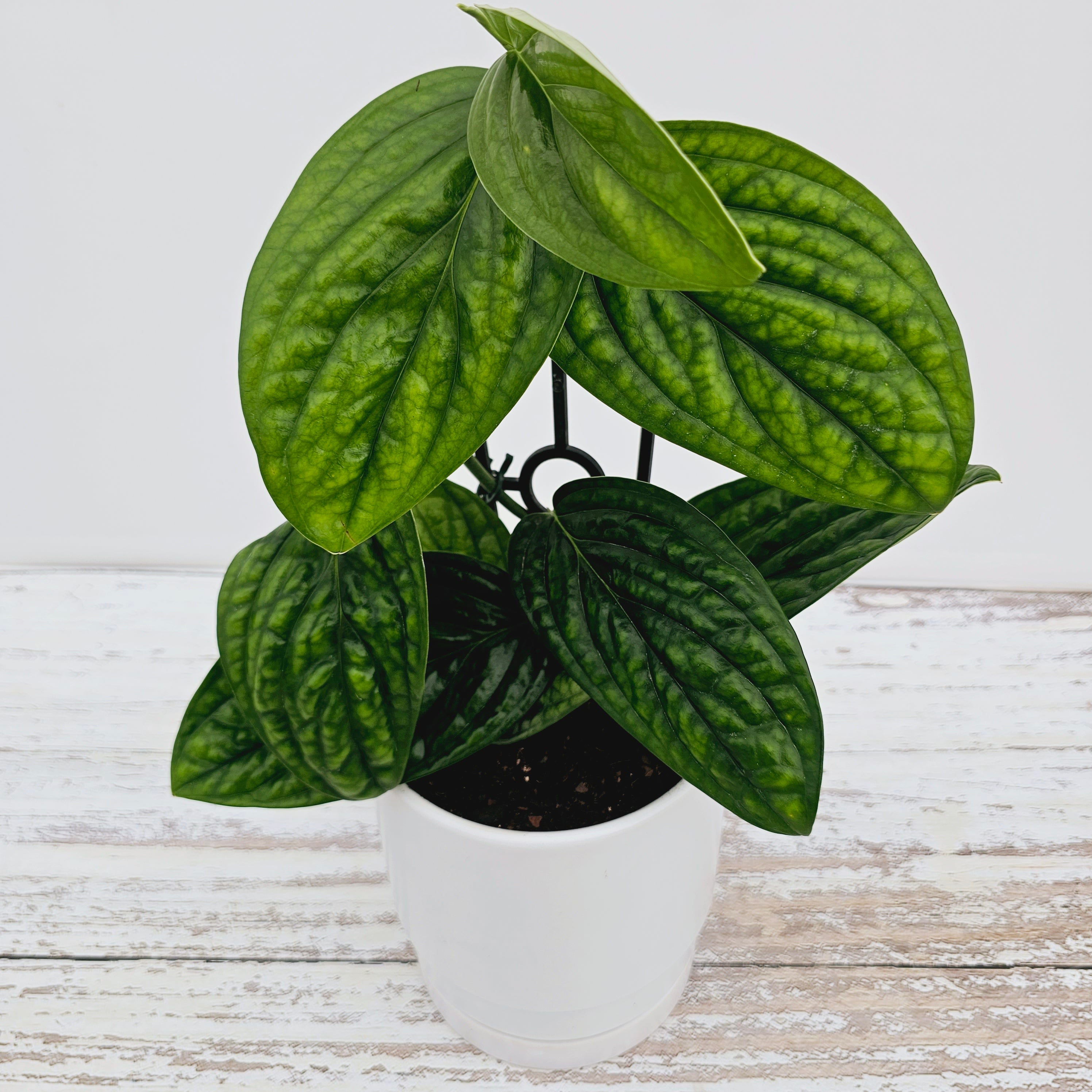 monstera karstenianum peru Monstera karstenianum Peru – Enliven Plants