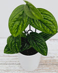 Monstera karstenianum Peru