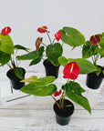 Anthurium andraeanum Flamingo Flower