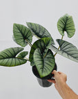 Alocasia reginae 'Platinum Dragon'