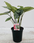 Alocasia reginae 'Platinum Dragon'