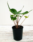 Alocasia macrorrhizos Stingray