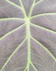 Alocasia Regal 'Shields'