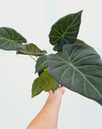 Alocasia Regal 'Shields'