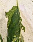 Monstera 'laniata Subsp. Variegata' - Perfectly Imperfect