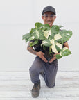 Monstera 125mm Gift Box