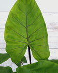 Alocasia macrorrhizos Black Stem - Bare Bottom Baby