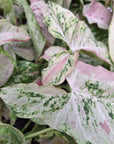 Syngonium podophyllum 'Confetti Tricolour' - Bare Bottom Baby