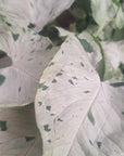 Syngonium podophyllum Green Splash