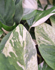 Monstera 'laniata Subsp. Variegata' - Perfectly Imperfect