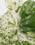 Alocasia odora' Batik '