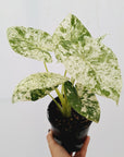 Alocasia odora' Batik '