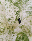 Alocasia odora' Batik '