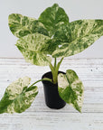 Alocasia odora' Batik '