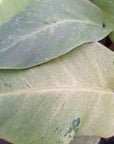 Philodendron pinnatifidum Snowdrift