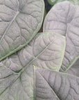 Alocasia melo ‘Rhino Skin’