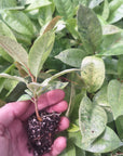 Ficus elastica Shivereana