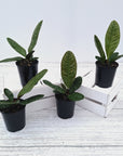 Anthurium superbum
