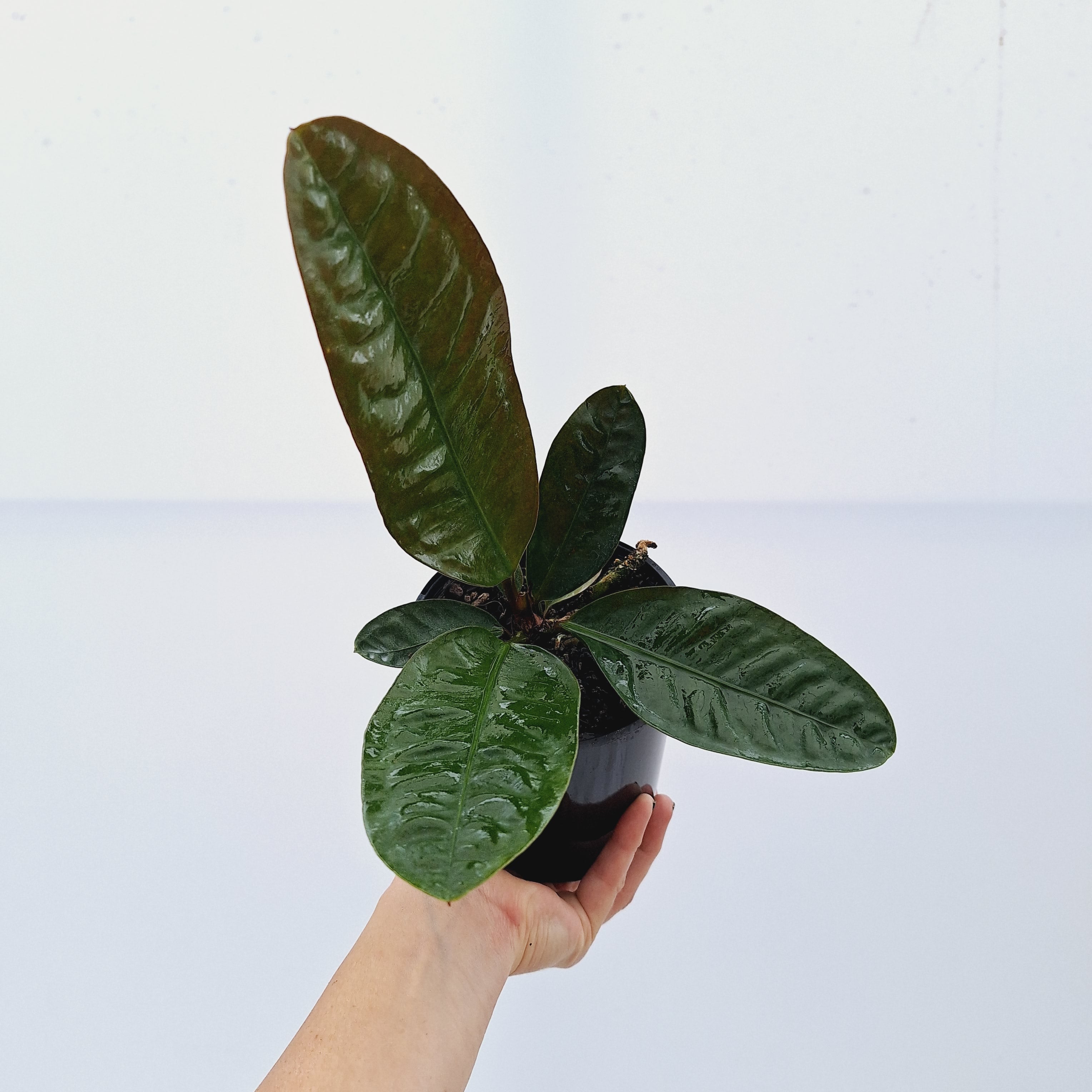 anthurium neo superbum Anthurium superbum – Enliven Plants