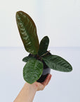 Anthurium superbum