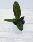 Anthurium superbum
