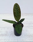 Anthurium superbum