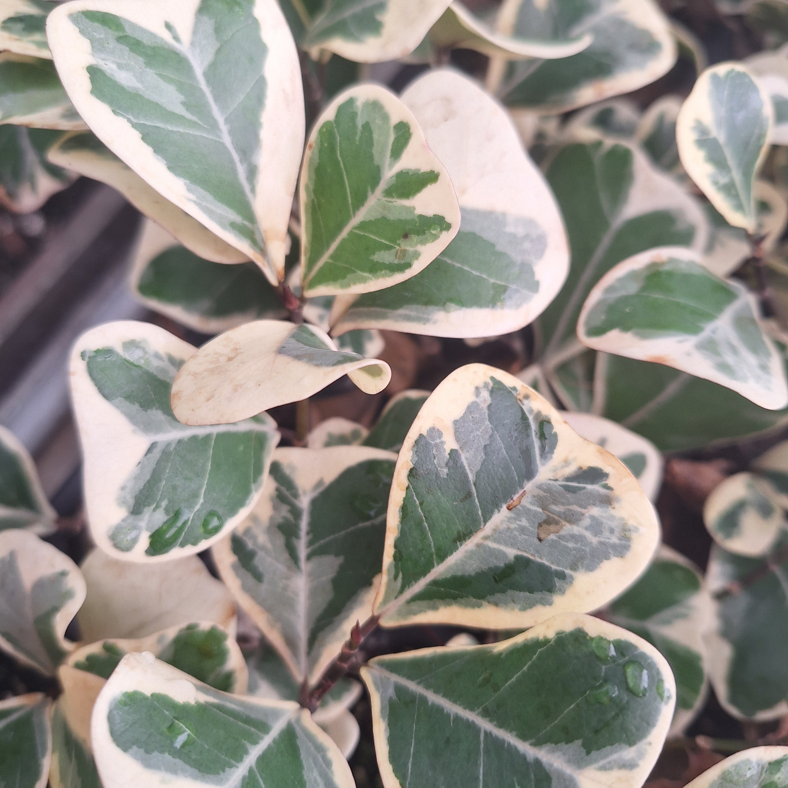 Ficus triangularis 'Albo variegata'- Bare Bottom Baby