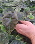 Alocasia Golden Bone - Perfectly Imperfect Plants